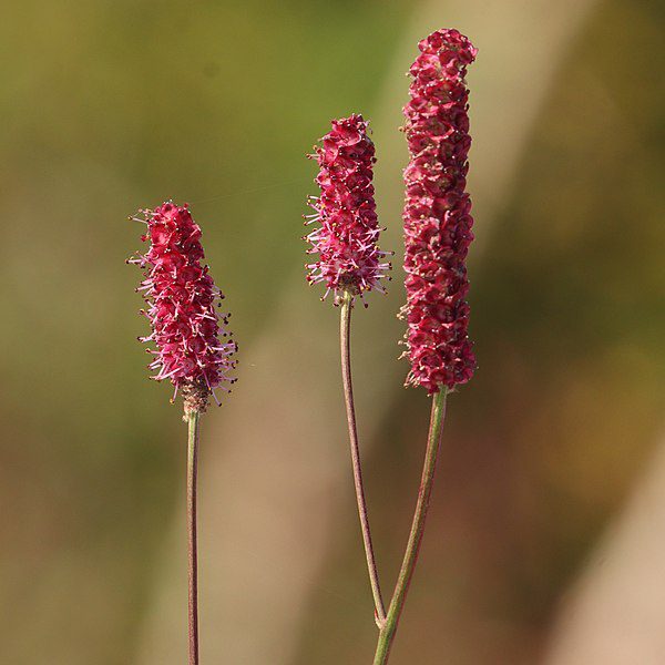 KRWIŚCIĄG LEKARSKI - SANGUISORBA OFFICINALIS - obrazek 5