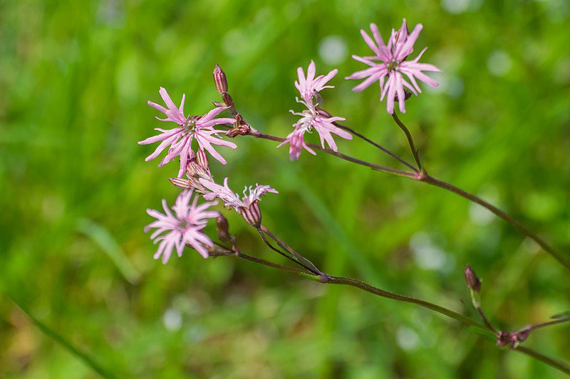FIRLETKA POSZARPANA - MIODODAJNA - LYCHNIS FLOS-CUCULI - obrazek 3