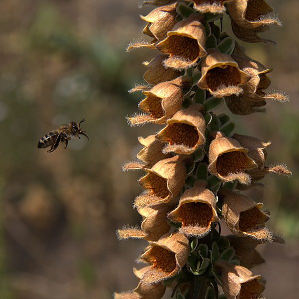 NAPARSTNICA RDZAWA - DIGITALIS FERRUGINEA - obrazek 5