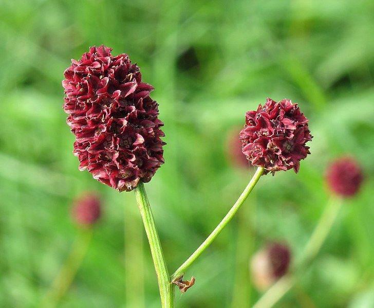 KRWIŚCIĄG LEKARSKI - SANGUISORBA OFFICINALIS - obrazek 4