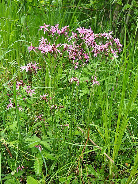FIRLETKA POSZARPANA - MIODODAJNA - LYCHNIS FLOS-CUCULI - obrazek 2
