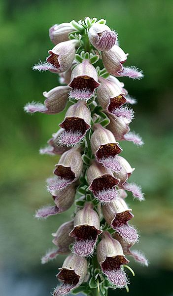 NAPARSTNICA RDZAWA - DIGITALIS FERRUGINEA - obrazek 4