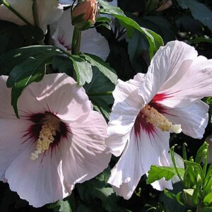 HIBISKUS OGRODOWY BIAŁY- HIBISCUS SYRIACUS - KETMIA SYRYJSKA
