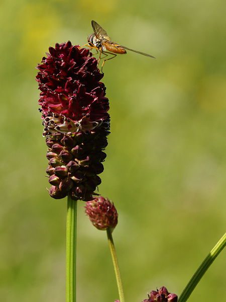 KRWIŚCIĄG LEKARSKI - SANGUISORBA OFFICINALIS - obrazek 3