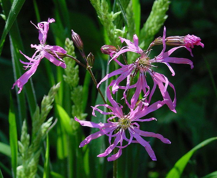 FIRLETKA POSZARPANA - MIODODAJNA - LYCHNIS FLOS-CUCULI