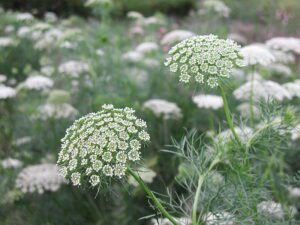 AMINEK EGIPSKI MIODODAJNY - AMMI VISNAGA