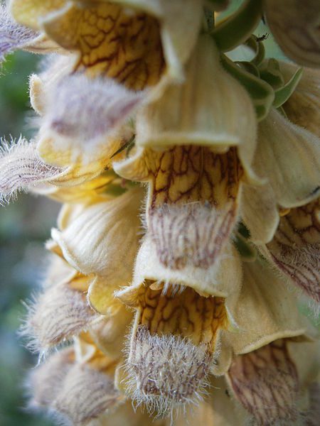 NAPARSTNICA RDZAWA - DIGITALIS FERRUGINEA - obrazek 3