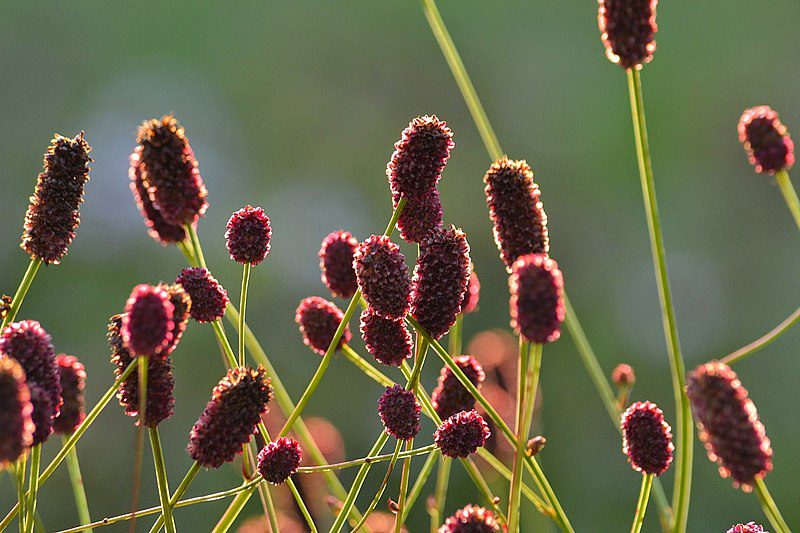 KRWIŚCIĄG LEKARSKI - SANGUISORBA OFFICINALIS - obrazek 2