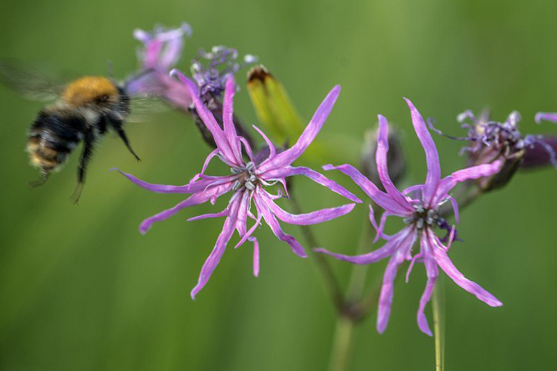 FIRLETKA POSZARPANA - MIODODAJNA - LYCHNIS FLOS-CUCULI - obrazek 4