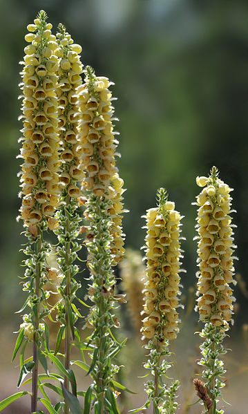 NAPARSTNICA RDZAWA - DIGITALIS FERRUGINEA - obrazek 2