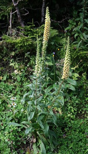 NAPARSTNICA RDZAWA - DIGITALIS FERRUGINEA