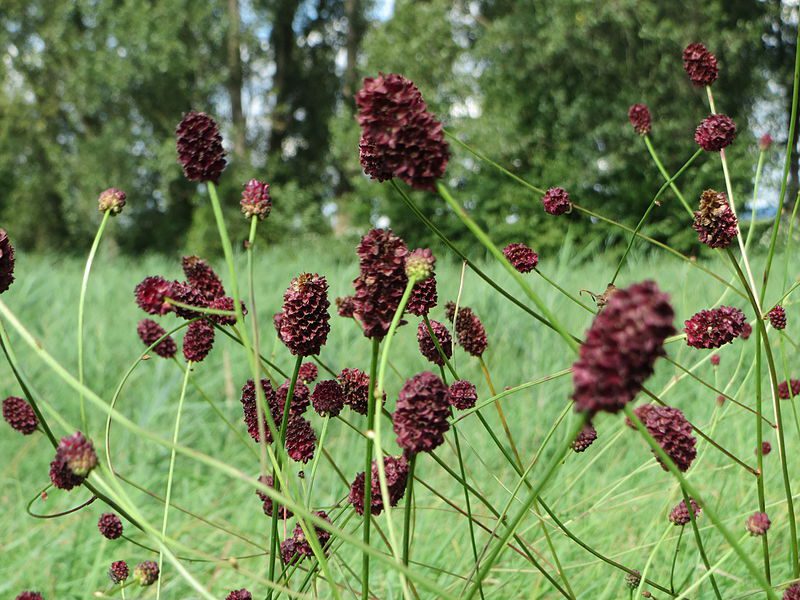 KRWIŚCIĄG LEKARSKI - SANGUISORBA OFFICINALIS