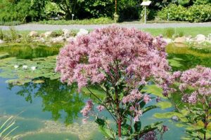 SADZIEC PURPUROWY - EUPATORIUM PURPUREUM- MIODODAJNA