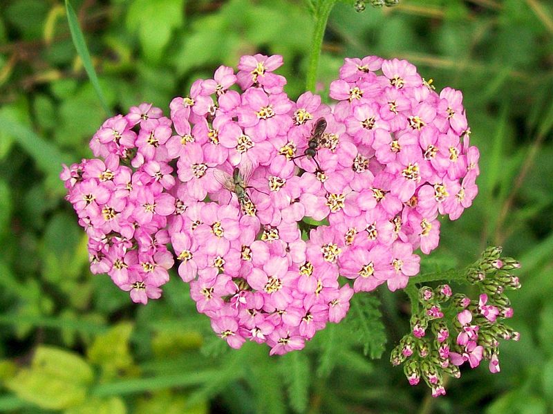 KRWAWNIK POSPOLITY RÓŻOWY I FIOLETOWY - ACHILLEA MILLEFOLIUM - obrazek 6
