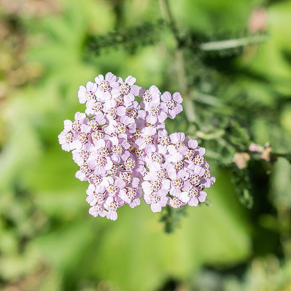 KRWAWNIK POSPOLITY RÓŻOWY I FIOLETOWY - ACHILLEA MILLEFOLIUM - obrazek 5