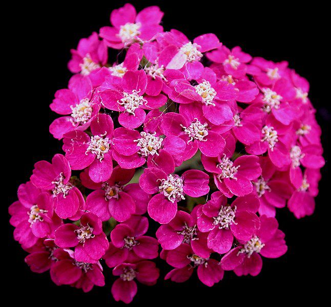 KRWAWNIK POSPOLITY RÓŻOWY I FIOLETOWY - ACHILLEA MILLEFOLIUM - obrazek 4