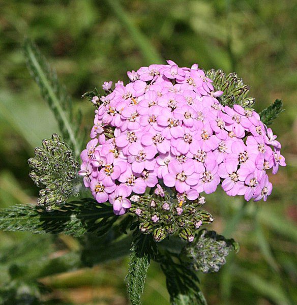 KRWAWNIK POSPOLITY RÓŻOWY I FIOLETOWY - ACHILLEA MILLEFOLIUM - obrazek 3