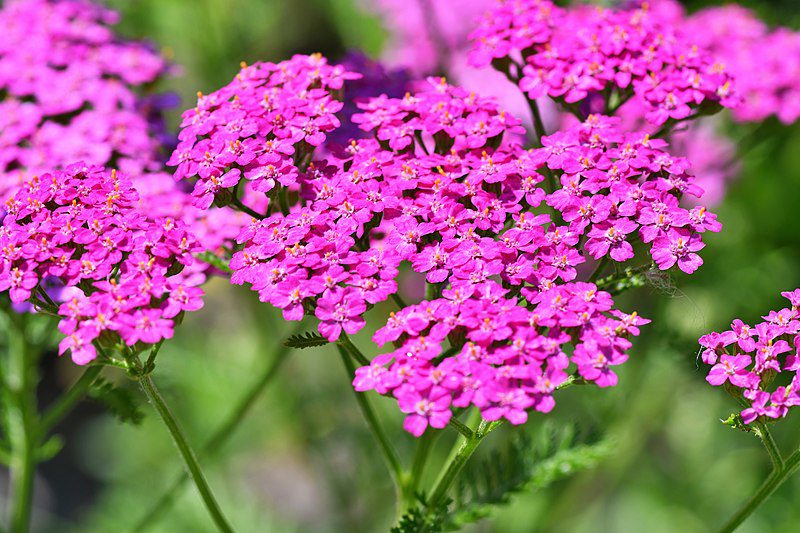 KRWAWNIK POSPOLITY RÓŻOWY I FIOLETOWY - ACHILLEA MILLEFOLIUM