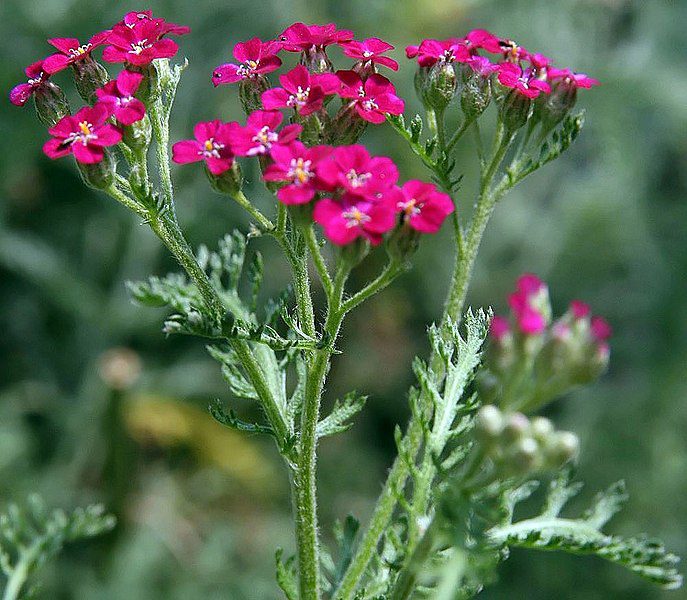 KRWAWNIK POSPOLITY RÓŻOWY I FIOLETOWY - ACHILLEA MILLEFOLIUM - obrazek 2