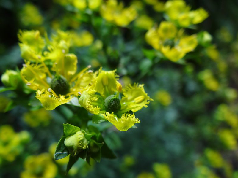 RUTA ZWYCZAJNA - RUTA GRAVEOLENS - MIODODAJNA - obrazek 5