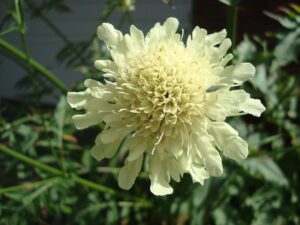 GŁOWACZEK TATARSKI OLBRZYMI - CEPHALARIA GIGANTEA