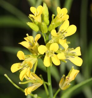 STULISZ MIOTŁOWY- MIODODAJNY - SISYMBRIUM POLYMORPHUM