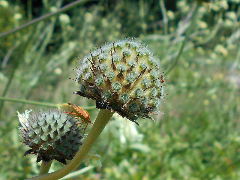GŁOWACZEK TATARSKI OLBRZYMI - CEPHALARIA GIGANTEA - obrazek 2