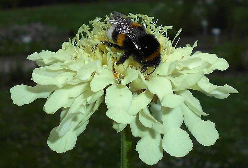 GŁOWACZEK TATARSKI OLBRZYMI - CEPHALARIA GIGANTEA - obrazek 4