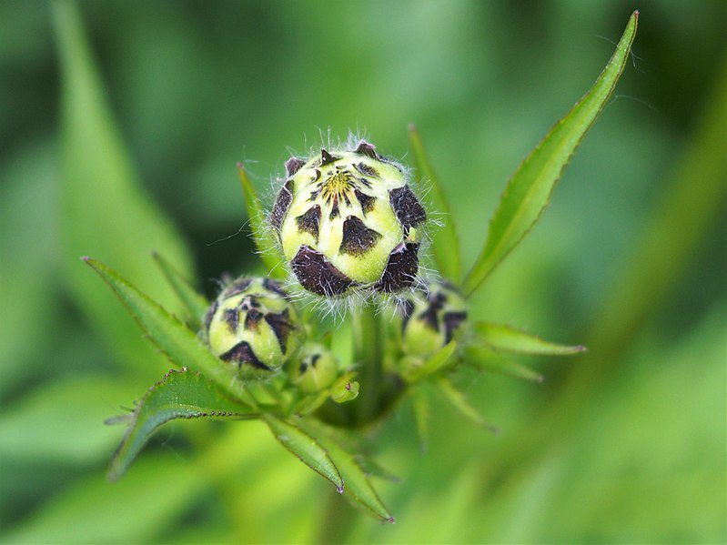 GŁOWACZEK TATARSKI OLBRZYMI - CEPHALARIA GIGANTEA - obrazek 3
