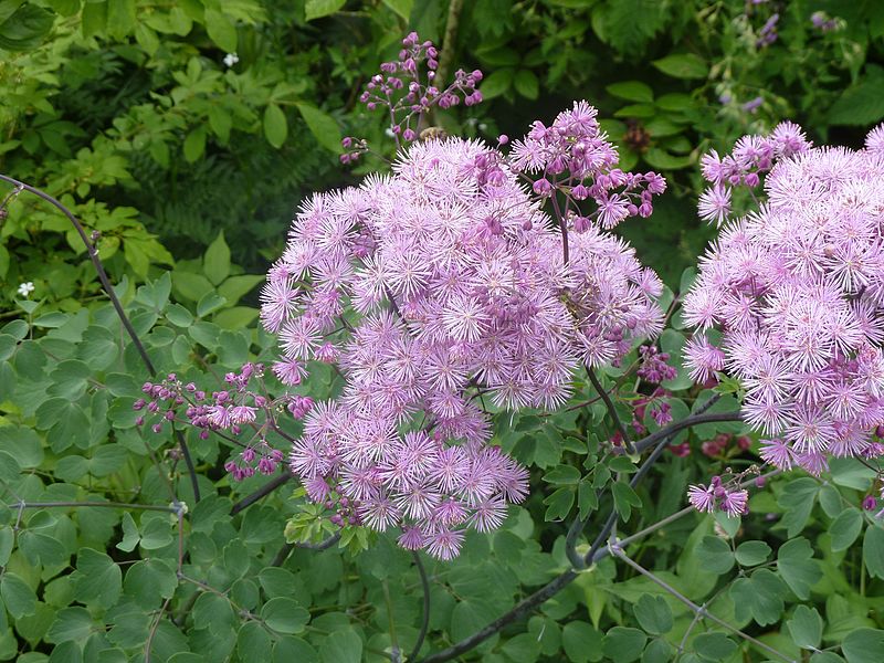 RUTEWKA ORLIKOLISTNA - THALICTRUM AQUILEGIFOLIUM - obrazek 4