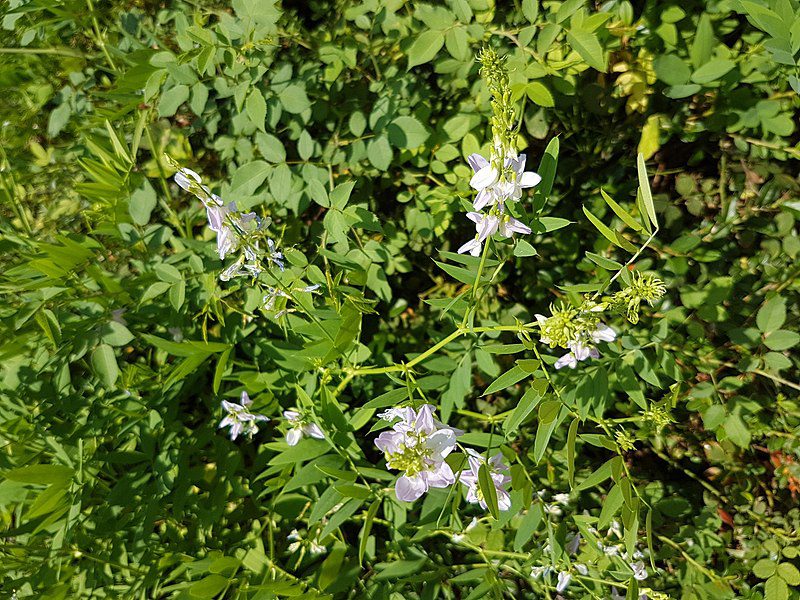 RUTWICA LEKARSKA - GALEGA OFFICINALIS - obrazek 2