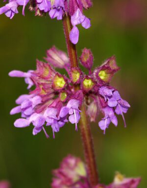 SZAŁWIA OKRĘGOWA - SALVIA VERTICILLATA - MIODODAJNA