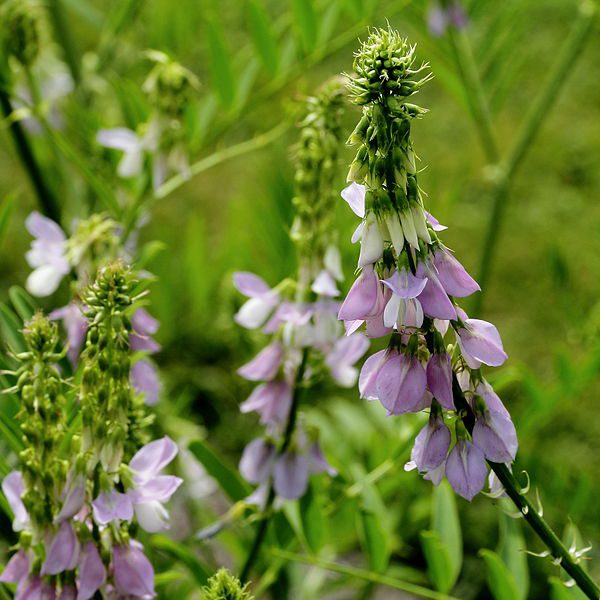 RUTWICA LEKARSKA - GALEGA OFFICINALIS
