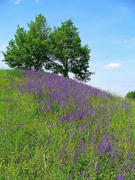 SZAŁWIA ŁĄKOWA - SALVIA PRATENSIS - MIODODAJNA - obrazek 4