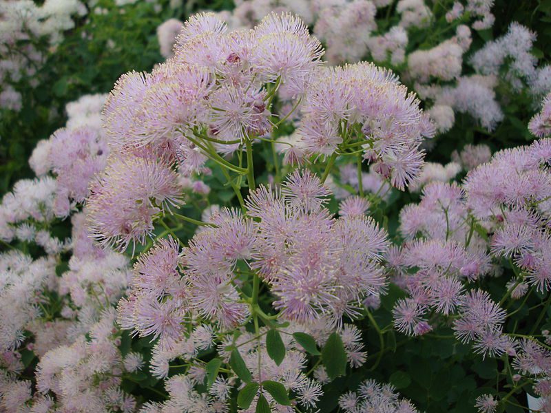 RUTEWKA ORLIKOLISTNA - THALICTRUM AQUILEGIFOLIUM - obrazek 3
