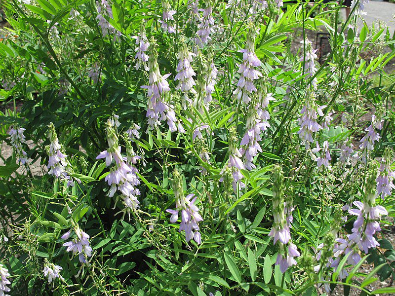 RUTWICA LEKARSKA - GALEGA OFFICINALIS - obrazek 3