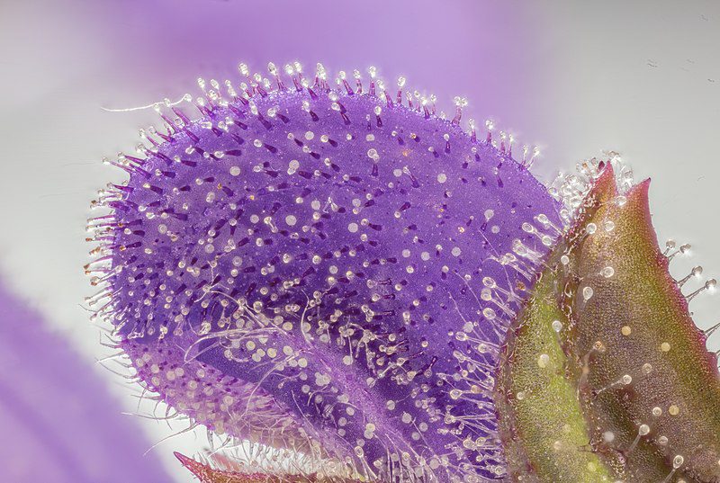 SZAŁWIA ŁĄKOWA - SALVIA PRATENSIS - MIODODAJNA - obrazek 3