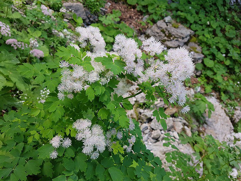 RUTEWKA ORLIKOLISTNA - THALICTRUM AQUILEGIFOLIUM - obrazek 2