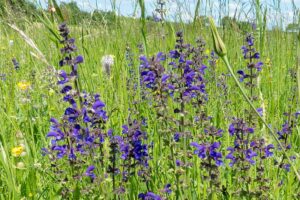 SZAŁWIA ŁĄKOWA - SALVIA PRATENSIS - MIODODAJNA