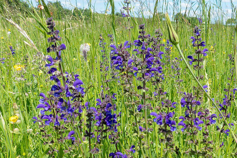 SZAŁWIA ŁĄKOWA - SALVIA PRATENSIS - MIODODAJNA