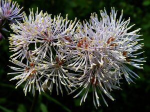 RUTEWKA ORLIKOLISTNA - THALICTRUM AQUILEGIFOLIUM