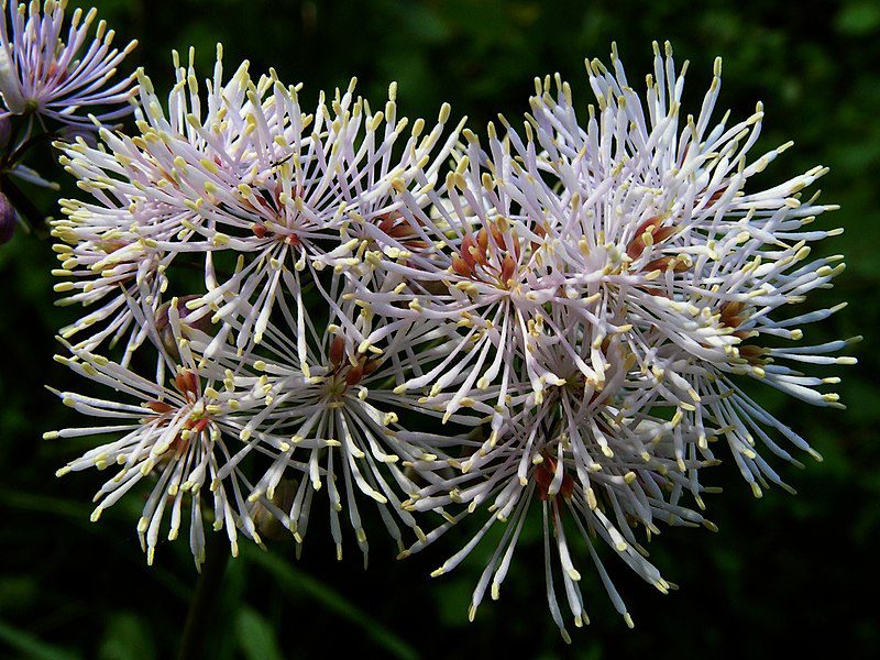 RUTEWKA ORLIKOLISTNA - THALICTRUM AQUILEGIFOLIUM