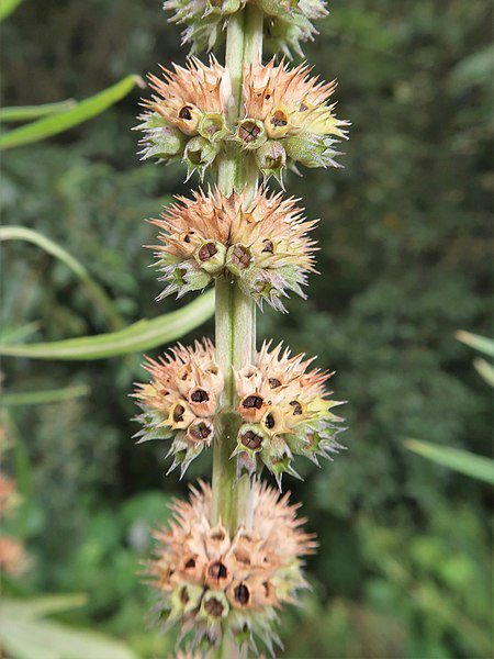 SERDECZNIK JAPOŃSKI- LEONURUS JAPONICUS - obrazek 2