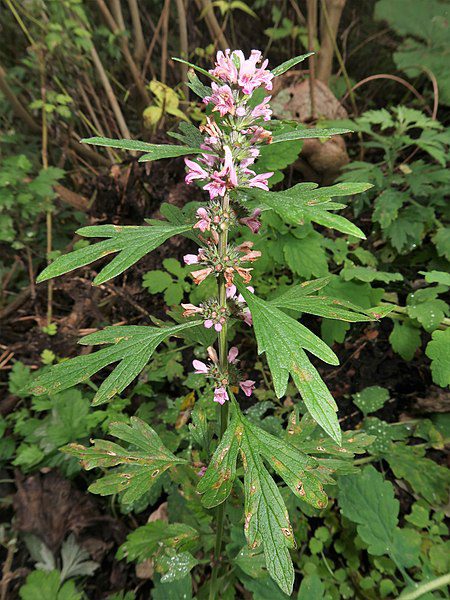SERDECZNIK JAPOŃSKI- LEONURUS JAPONICUS - obrazek 4