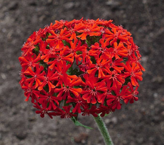 FIRLETKA CHALCEDOŃSKA - LYCHNIS CHALCEDONICA