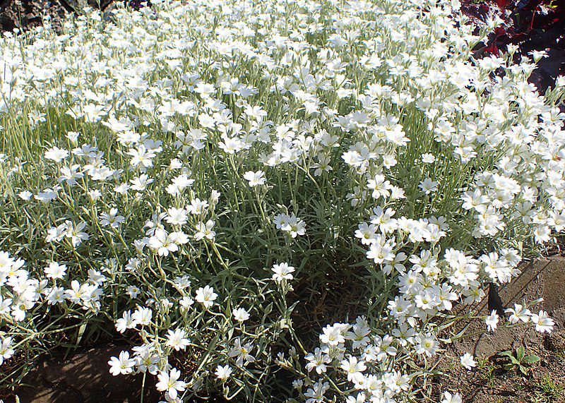 ROGOWNICA BIEBERSTEINA - CERASTIUM BIEBERSTEINII - obrazek 2