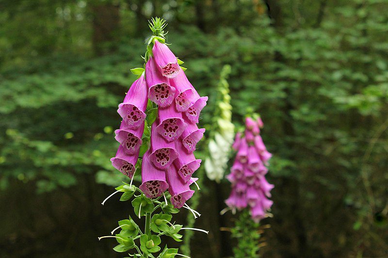 NAPARSTNICA PURPUROWA - DIGITALIS PURPUREA