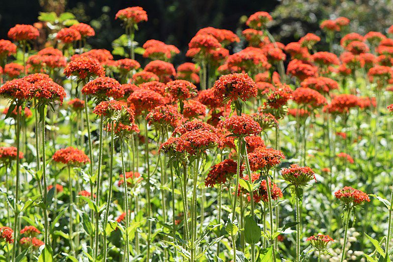 FIRLETKA CHALCEDOŃSKA - LYCHNIS CHALCEDONICA - obrazek 2