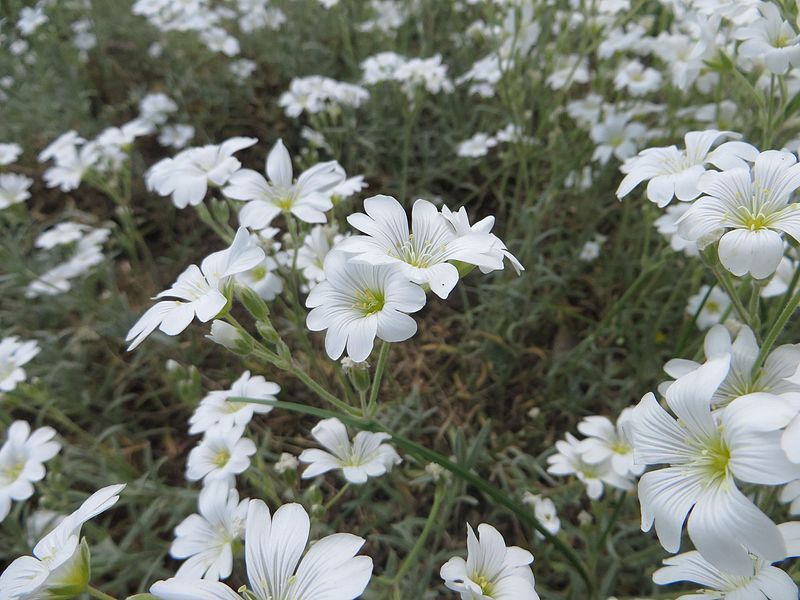 ROGOWNICA BIEBERSTEINA - CERASTIUM BIEBERSTEINII - obrazek 3