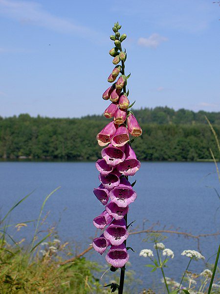 NAPARSTNICA PURPUROWA - DIGITALIS PURPUREA - obrazek 3